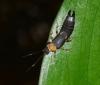 Pyragropsis thoracica